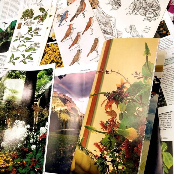 Plants and Animals Book Pages, Flora and Fauna Book Pages, Vintage Book Pages - Picture 3 of 5